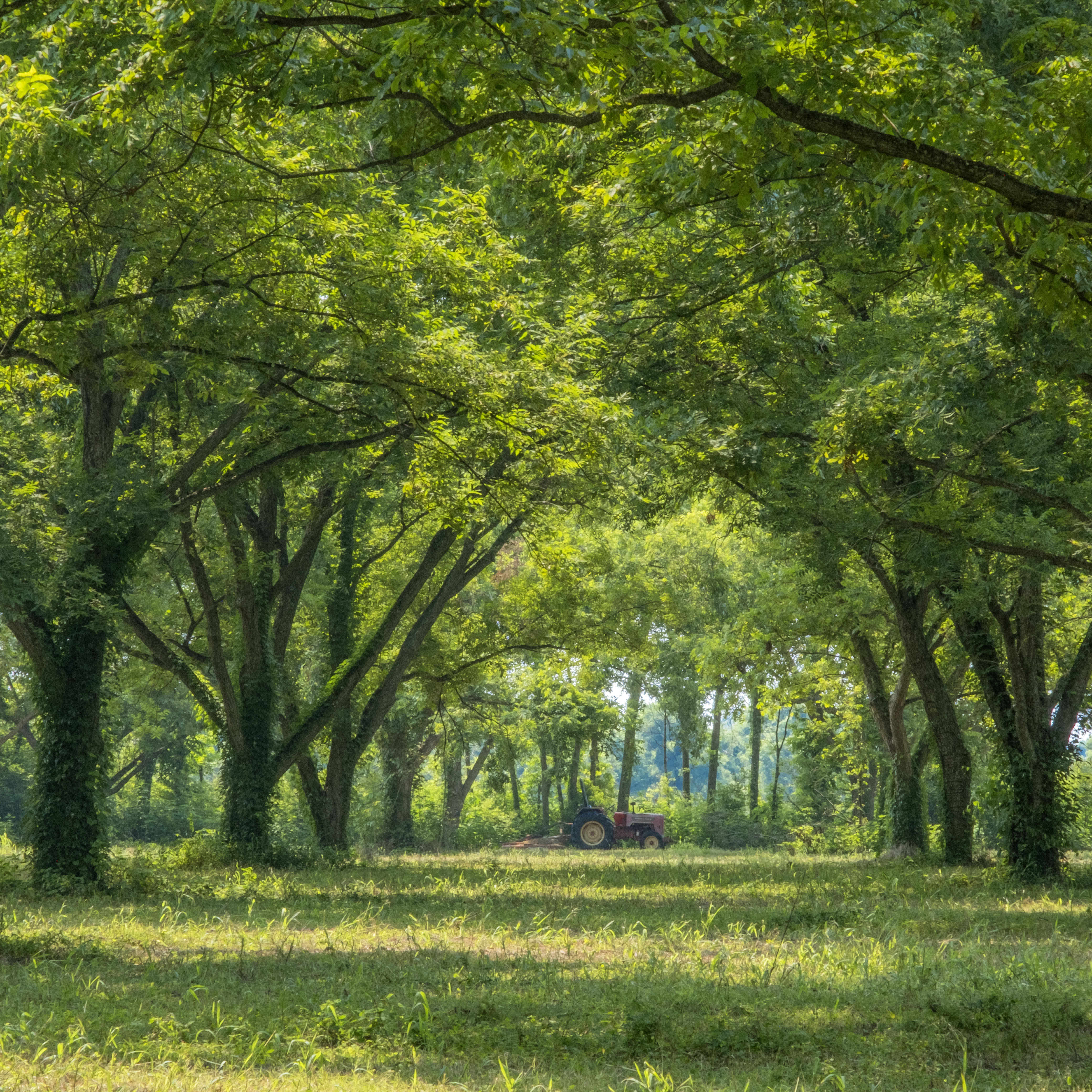 Pecan Research Station serves Louisiana growers for 90 years